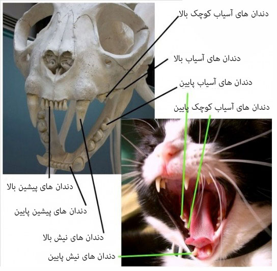 دندان گربه