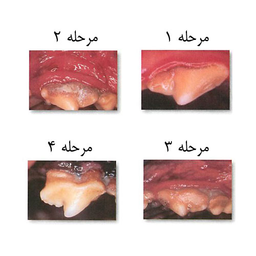 مراحل بیماری پریودنتال در گربه ها