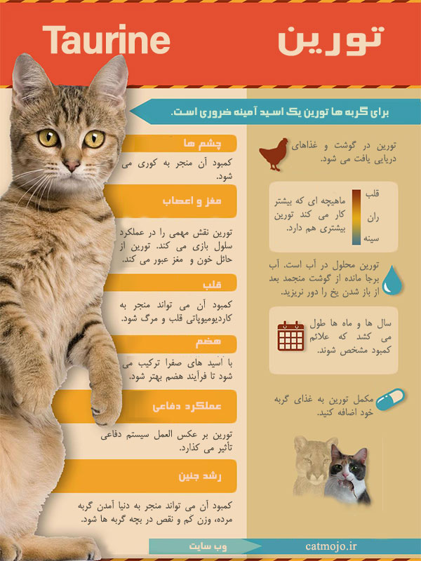 اینفوگرافی تورین در تغذیه گربه ها