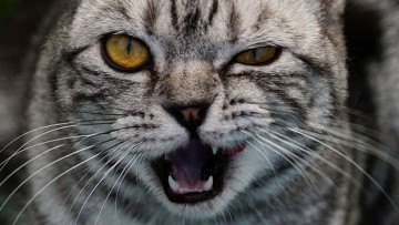 استوماتیت (Stomatitis) در گربه‌ها