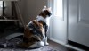 5 نکته برای جلوگیری از فرار گربه‌ها از درب خانه