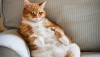 وزن ایده آل  برای گربه ها: تشخیص اضافه وزن یا چاقی در گربه ها