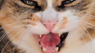 بیماری پریودنتال (Periodontal disease) در گربه ها