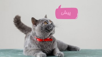 چطور به گربه خانگی خود اسمش را آموزش دهیم